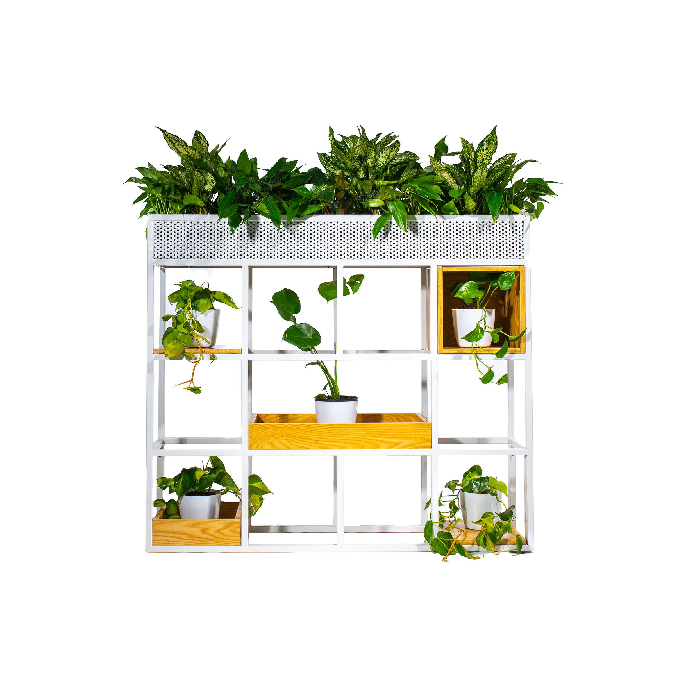 White shelving unit with assorted green plants in pots. Top row has foliage in a long planter. Vibrant, organized, and refreshing atmosphere.