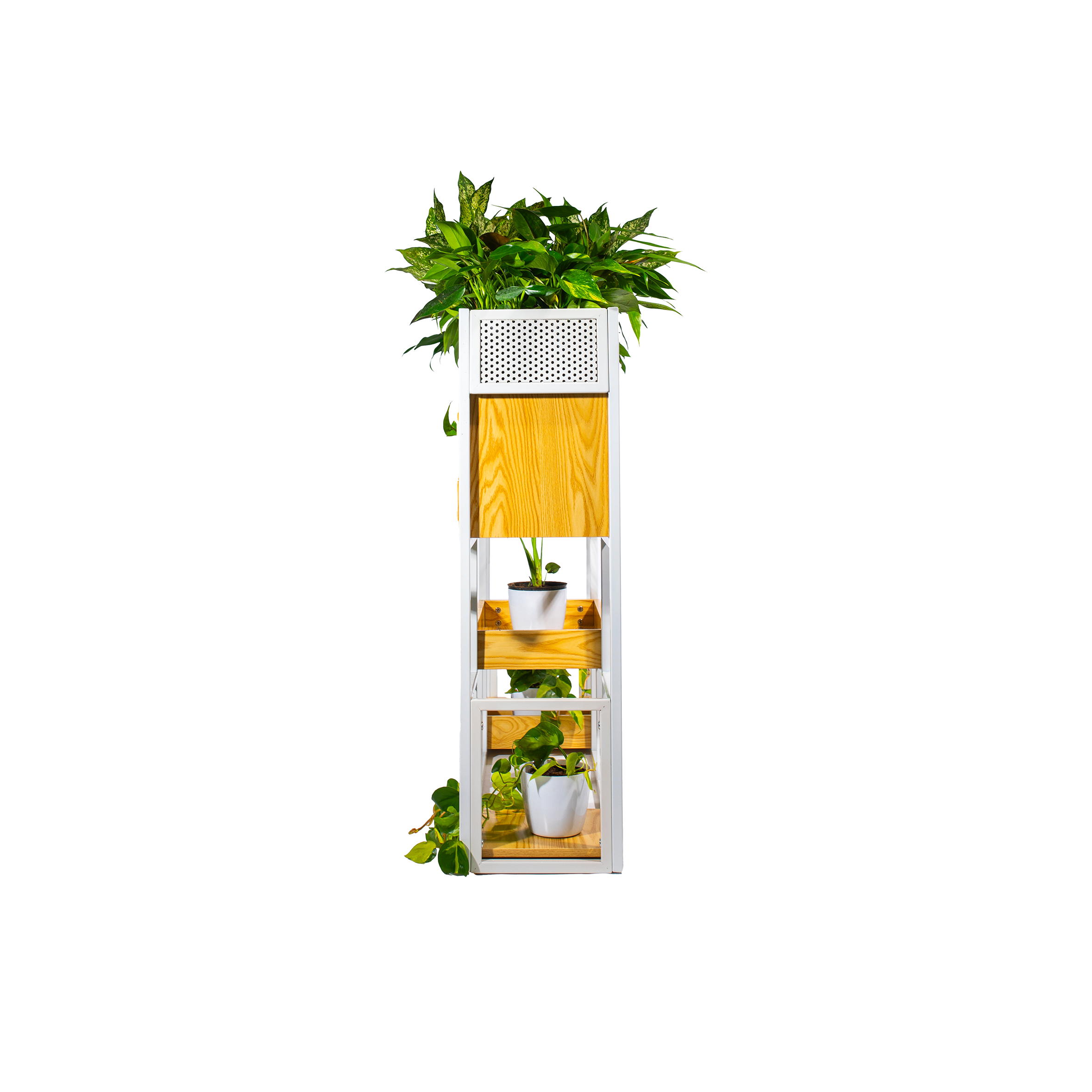 White shelving unit with assorted green plants in pots. Top row has foliage in a long planter. Vibrant, organized, and refreshing atmosphere.