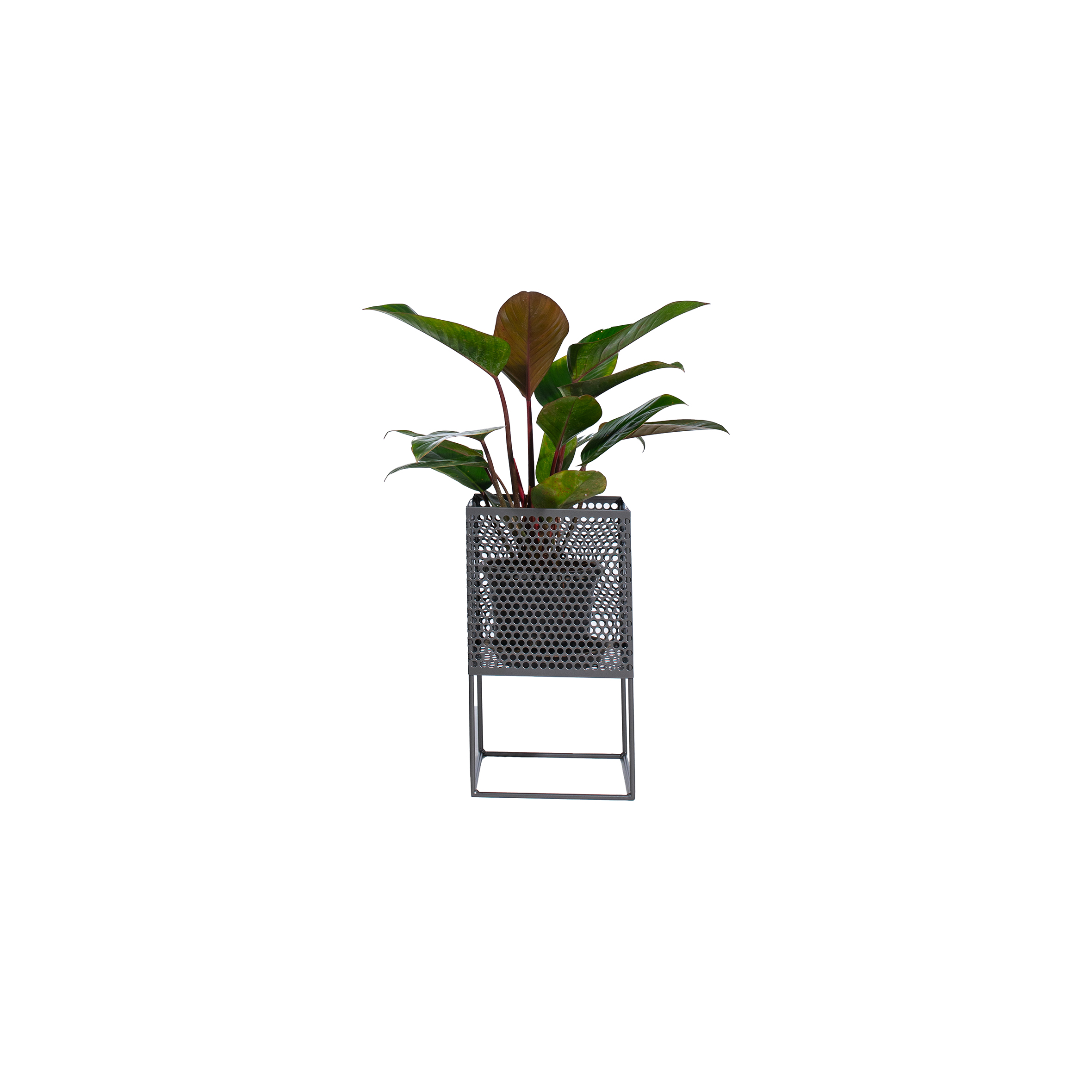 A potted plant with broad green leaves is set in a modern, perforated, gray metal stand. The design is sleek and minimalist against a white backdrop.