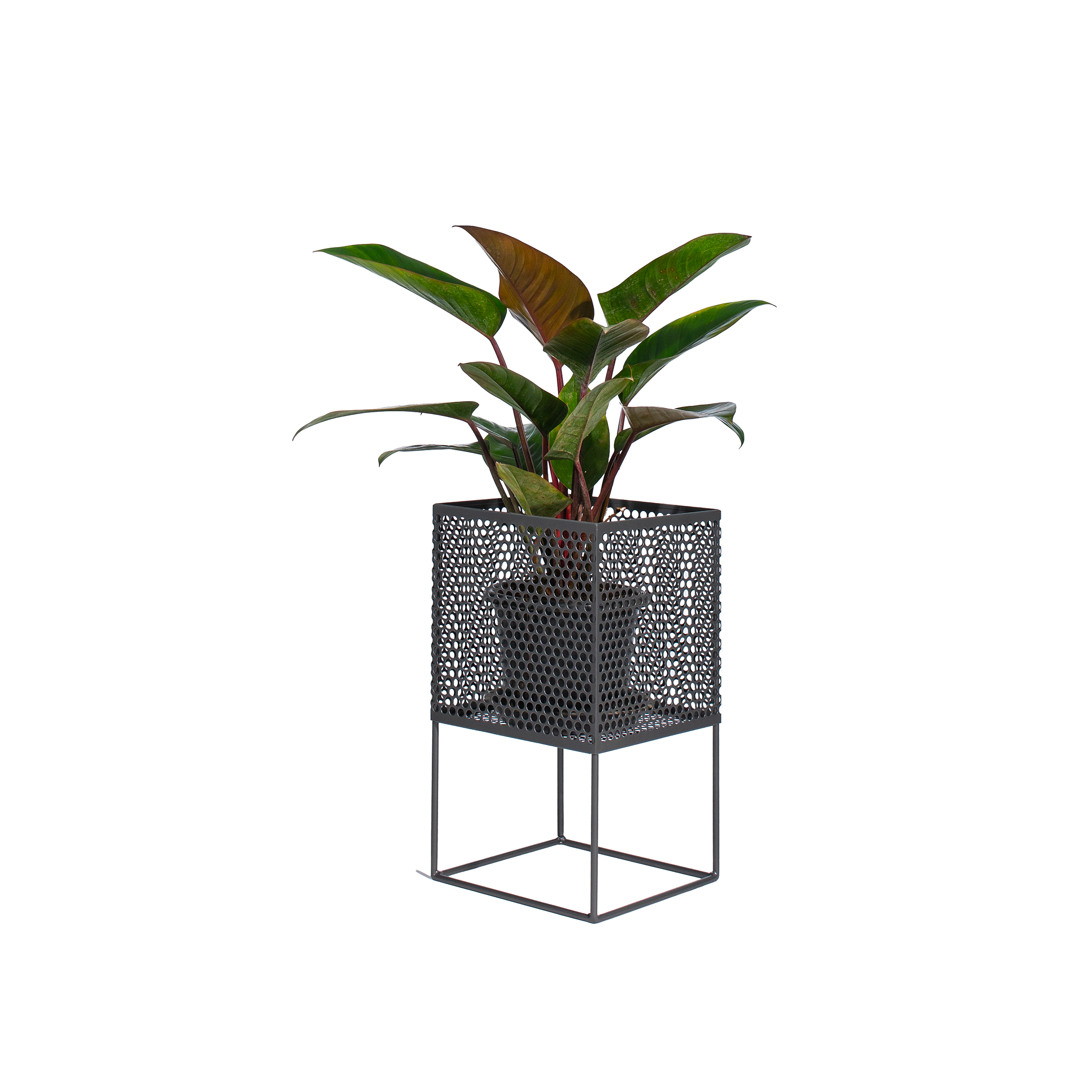 A potted plant with broad green leaves is set in a modern, perforated, gray metal stand. The design is sleek and minimalist against a white backdrop.