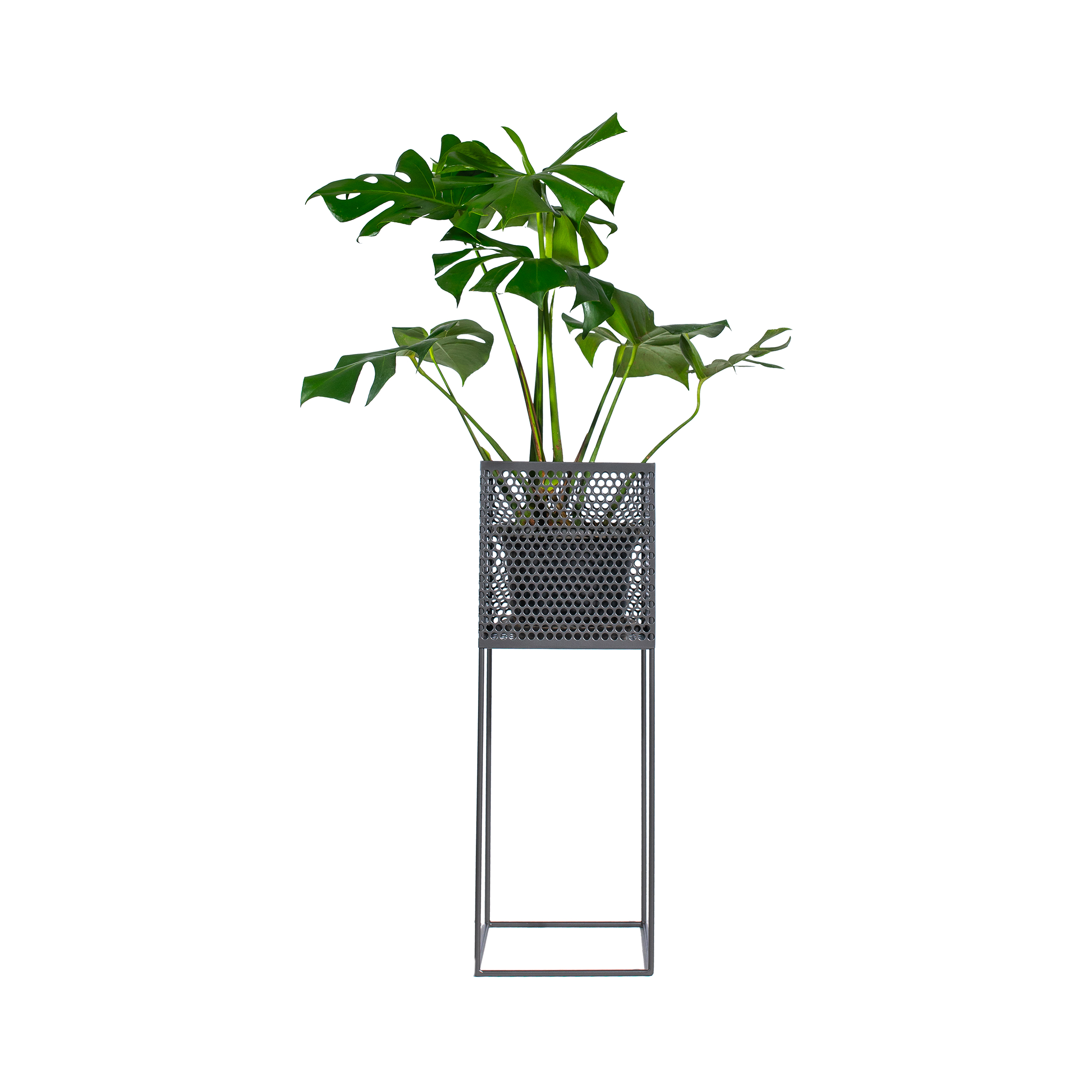 A vibrant green plant in a black pot sits within a tall, modern metal stand with a hexagonal mesh design, creating a sleek and contemporary look.