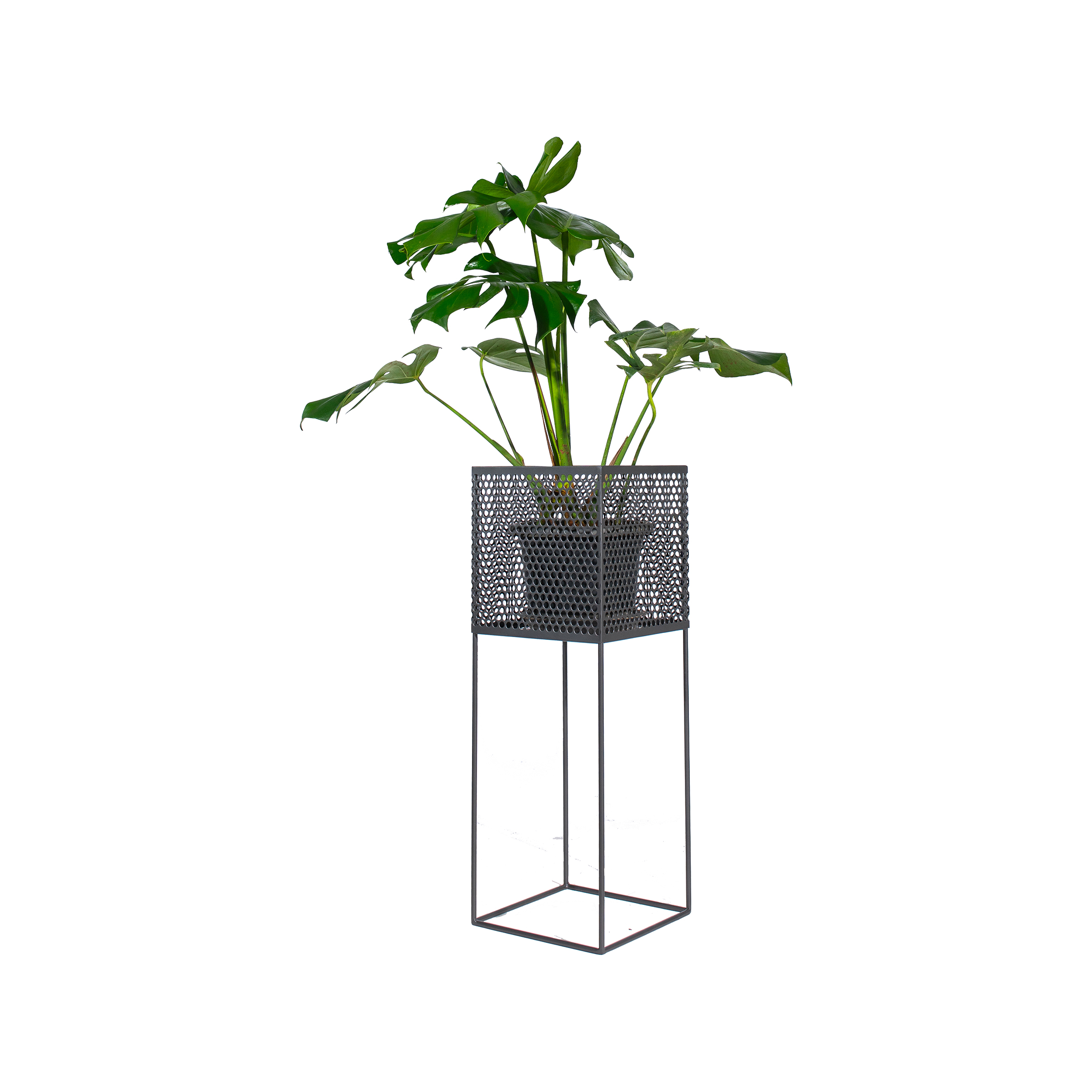A vibrant green plant in a black pot sits within a tall, modern metal stand with a hexagonal mesh design, creating a sleek and contemporary look.