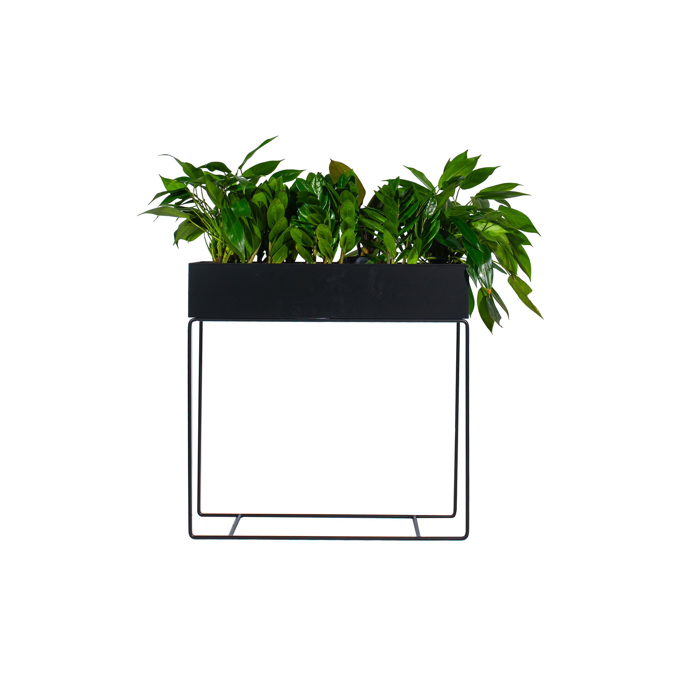 Black rectangular planter with lush green leafy plants, supported by a sleek metal stand. The modern design creates a fresh, minimalist aesthetic.