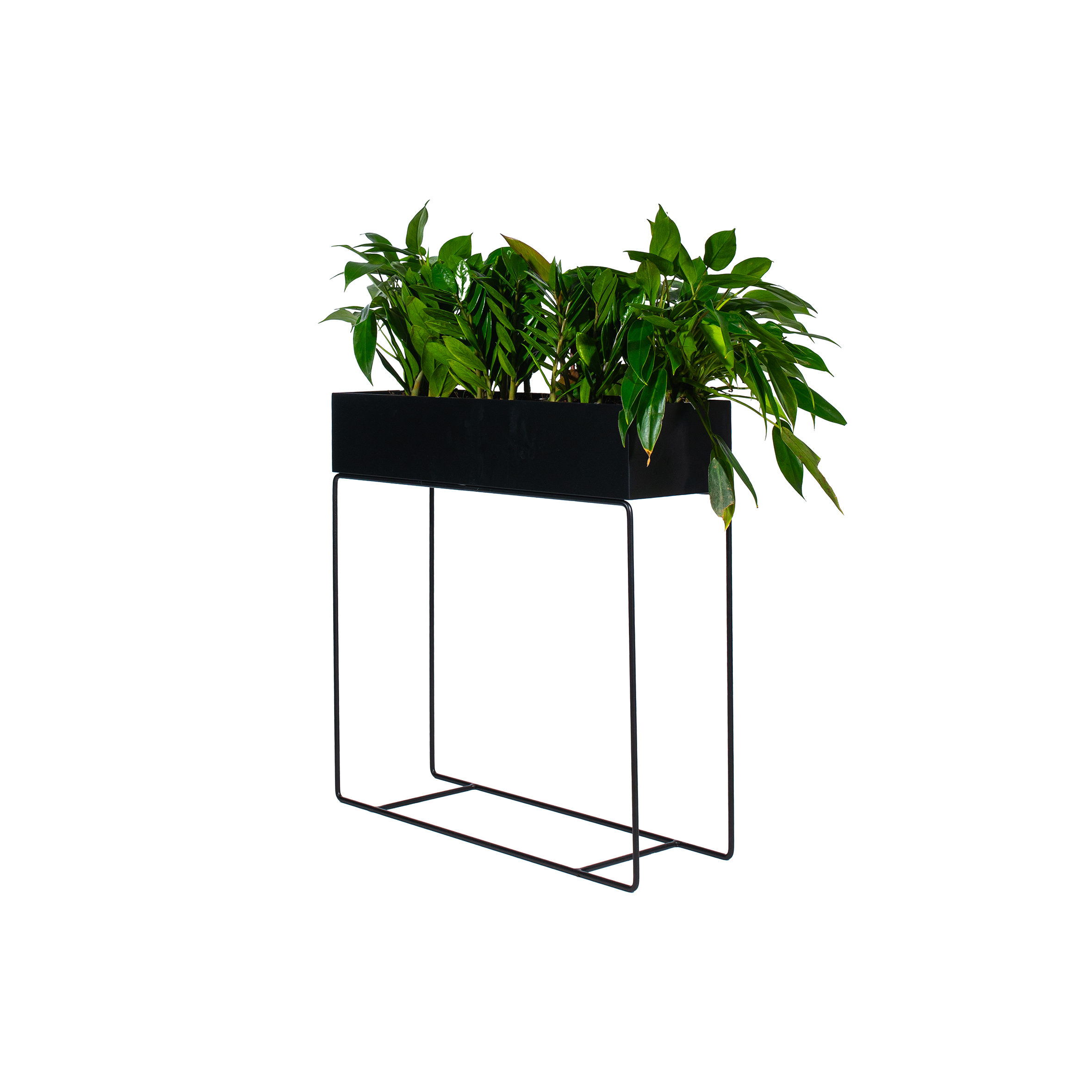 Black rectangular planter with lush green leafy plants, supported by a sleek metal stand. The modern design creates a fresh, minimalist aesthetic.