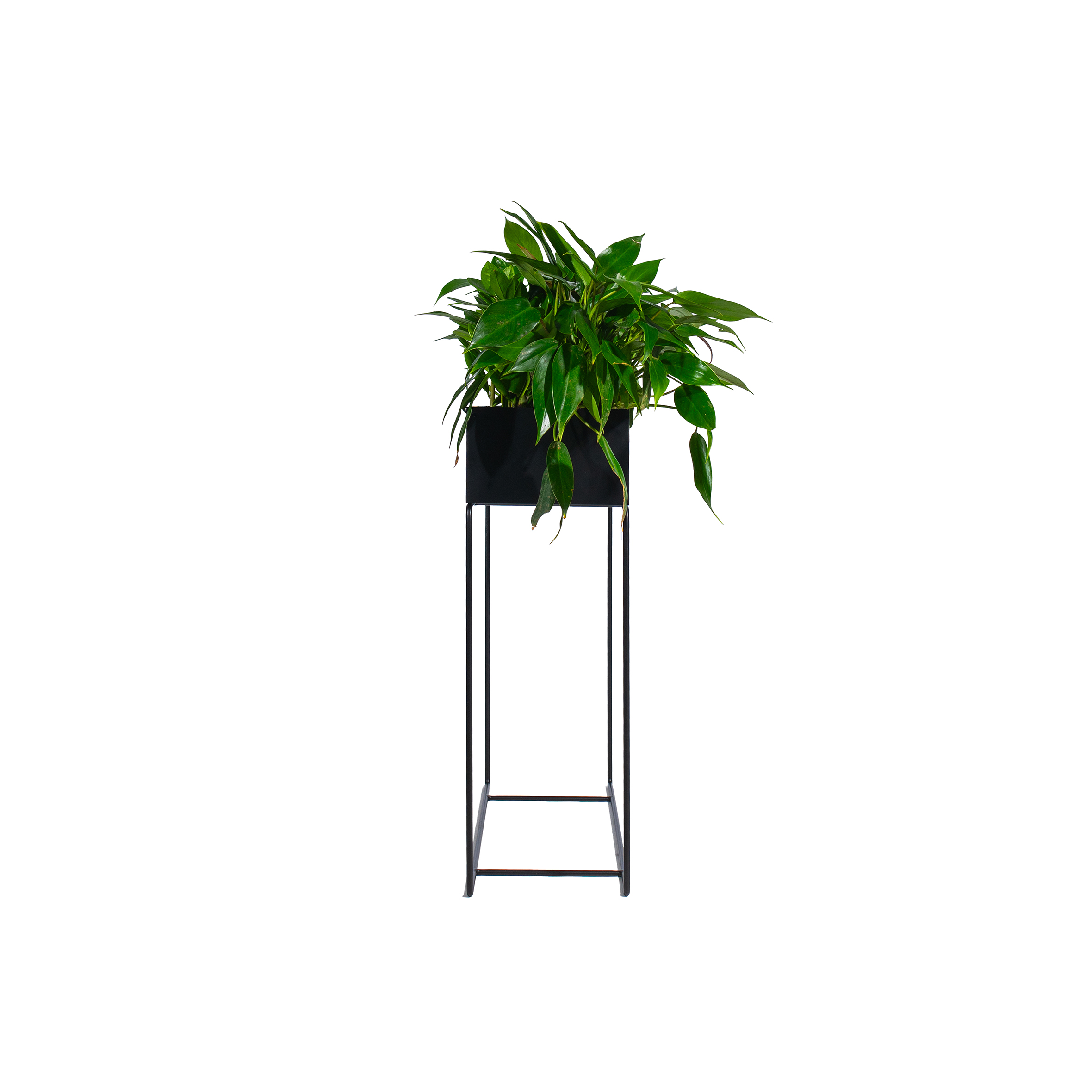 Black rectangular planter with lush green leafy plants, supported by a sleek metal stand. The modern design creates a fresh, minimalist aesthetic.